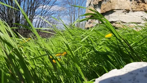 Wind shakes grass and dandelions. Close-up. Stock Footage 239386772