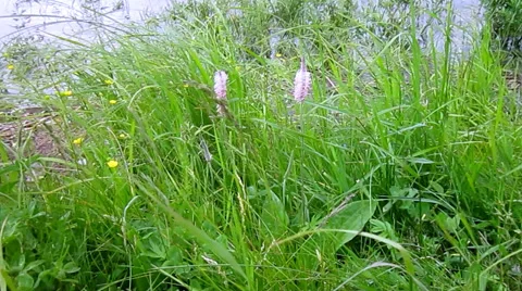  	Wind shakes grass on bank of river Stock Footage 56480084