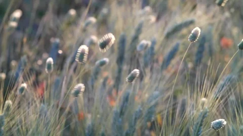The wind shakes the grass of the field Stock Footage