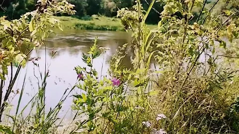 The wind shakes the grass with flowers on the river bank Stock Footage 156937963