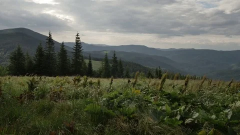 Wind shakes the grass in the mountains Stock Footage 77592321