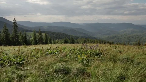 Wind shakes the grass in the mountains Stock Footage 77600074