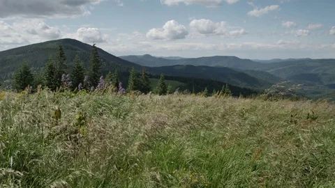 Wind shakes the grass in the mountains Stock Footage 77606104