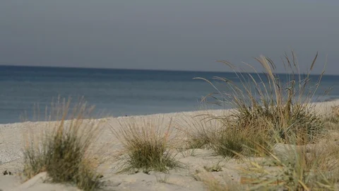 Wind shakes the grass on a sandy beach Video stock 96736321