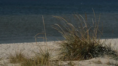 Wind shakes the grass on a sandy beach Video stock 96736348