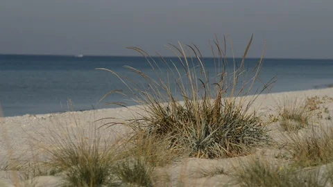 Wind shakes the grass on a sandy beach Video stock 96736356