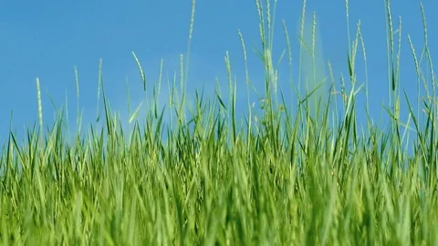The wind shakes the green grass against blue sky. 4k Stock Footage