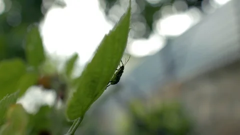 The wind shakes the green leaf on which the beetle sits. 4k. 4k video Stock Footage 111408493