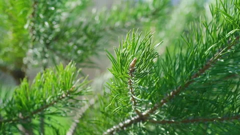 Wind shakes green pine branches, close-up. Stock Footage 190352969