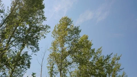 Wind shakes green trees branches against blue sky background. 1080p Video stock 77504432