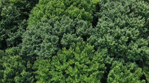 The wind shakes the green trees in the wild forest Stock Footage 159528155
