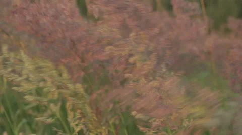 Wind shakes the herb of the field 45 seconds Stock Footage 46950213