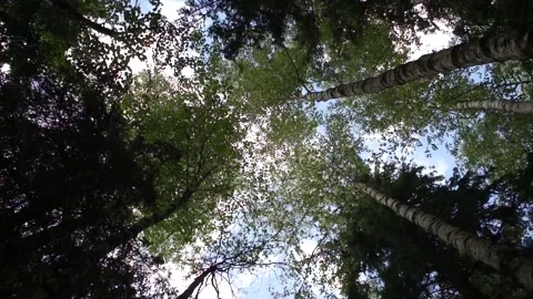 Wind shakes high trees Stock Footage 90197384