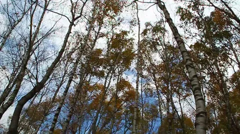 Wind shakes huge birch with yellow leaves in the forest Stock Footage 30636330