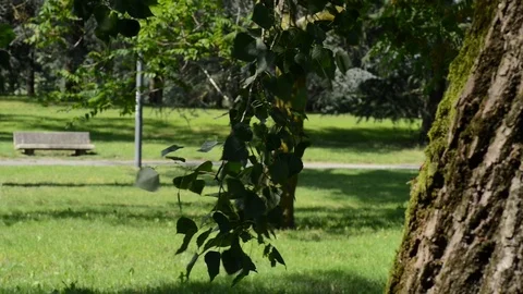 The wind shakes its leaves in spring Stock Footage 91750717