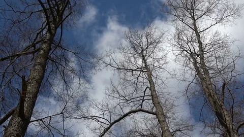 The wind shakes the leafless trees Stock Footage