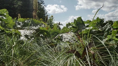 Wind shakes leaves of burdock and grass 스톡 동영상 77604886