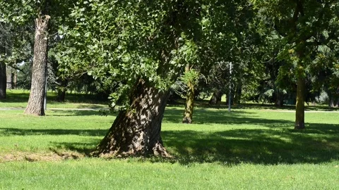 The wind shakes the leaves in spring Stock Footage 91750067