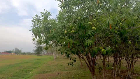 The wind shakes mango trees with green fruits. Stock Footage 242165950