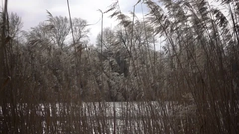 The wind shakes the reeds 動画素材 132441880