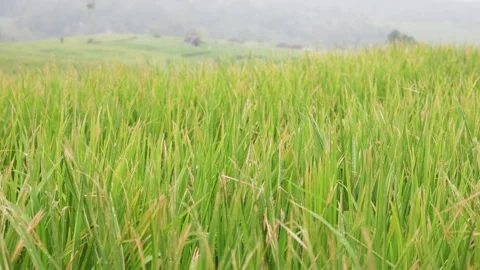 Wind shakes the rice ears. Stock Footage 275018223
