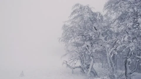 The wind shakes the snow-covered tree branches Stock Footage 229562330