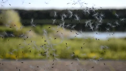 The wind shakes the spider's web on which dandelion seeds are stuck Stock Footage 256716725