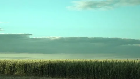 The wind shakes the spikelets. observation of nature, peace. grain harvest. fiel Stock Footage 213359097
