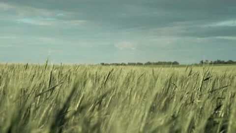 The wind shakes the spikelets. observation of nature, peace. grain harvest.  Stock Footage 214487259