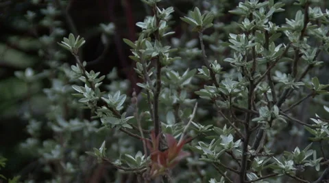 Wind shakes spring branches of bushes in the garden 스톡 동영상 64210126