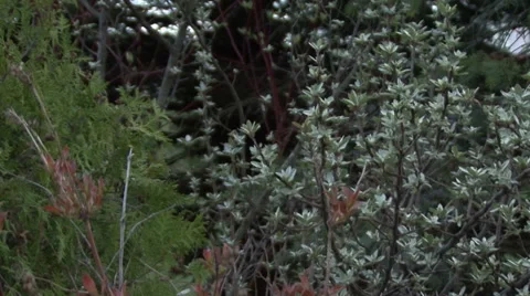 Wind shakes spring branches of bushes in the garden Video stock 64210393