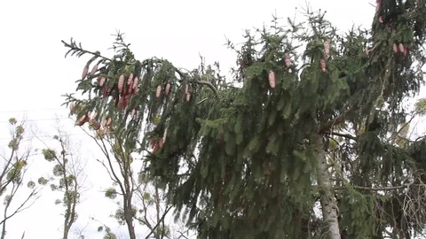 Wind shakes spruce Video stock 109802327