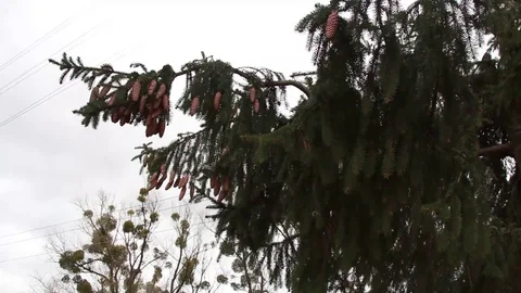 Wind shakes spruce Video stock 111180445