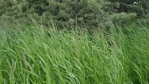 Wind shakes thin grass branches at spring or summer 스톡 동영상 219815276