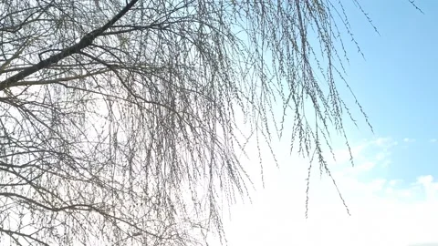 Wind shakes thin tree branches at spring or summer 스톡 동영상 219813466