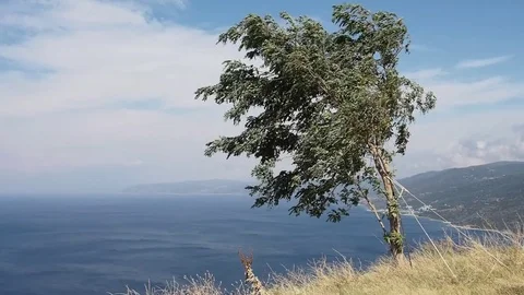 Wind shakes the tree above the sea Stock-Footage 73267234