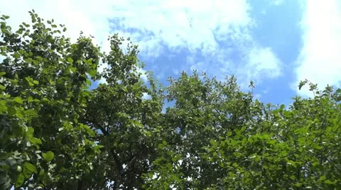 Wind shakes the tree branch 스톡 동영상 11365185