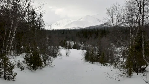 Wind shakes tree branches in forest against mountains Video stock 109115092
