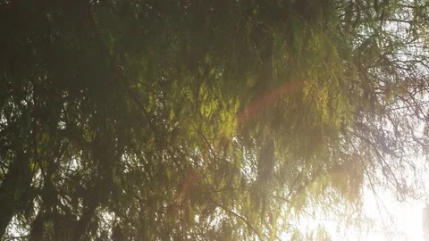 Wind shakes tree brush tree leaf silhouettes against bright sunray Stock Footage 133802858