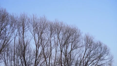 The wind shakes the trees against the blue sky. Trees without leaves, bare. Stock Footage 238528572