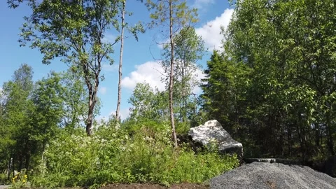 Wind shakes the trees. foliage in windy weather Stock Footage 134738449