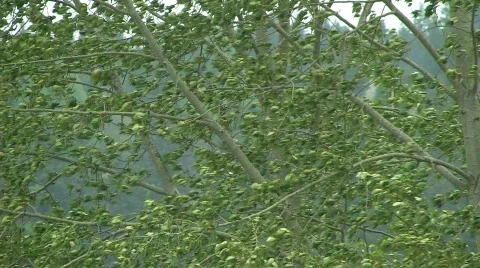 Wind shakes trees Stock Footage 637357