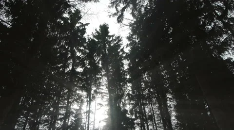 Wind Shakes Trees Stock Footage 47859398