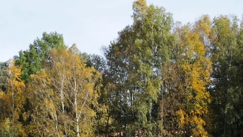 The wind shakes the trees Video stock 81293604