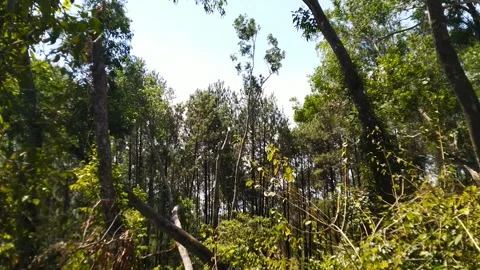 The wind shakes the trees in the forest Video stock 169219128