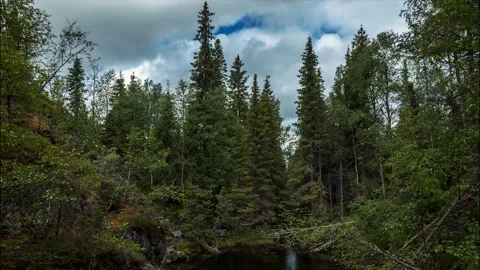 Wind shakes trees in the taiga forest Stock Footage 142753468