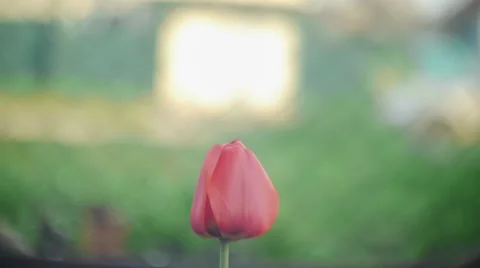 Wind Shakes Tulip 1 Stock Footage 50655670