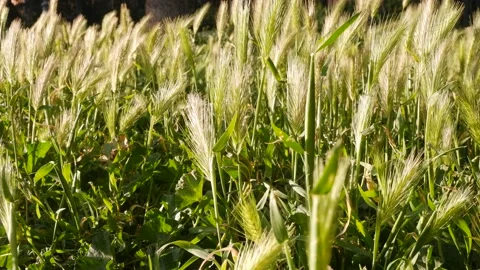 The wind shakes the wheat Stock Footage 185926198