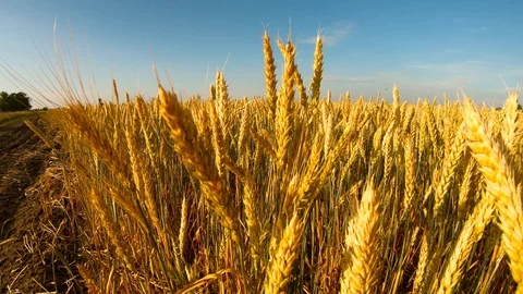 Wind shakes yellow ears on big Ukrainian field blue sky sunny day Stock Footage 119898344