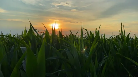 The wind shakes the young corn at sunset. Stock Footage 157092015